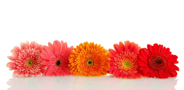 Krásný gerbera květiny izolované na bílém — Stock fotografie