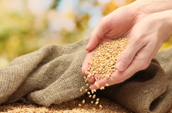 Uomo mani con grano, su sfondo verde — Foto Stock