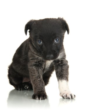 Beyaz köpek yavrusu.