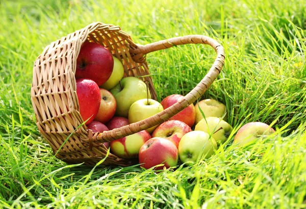 Korb mit frischen reifen Äpfeln im Garten auf grünem Gras — Stockfoto