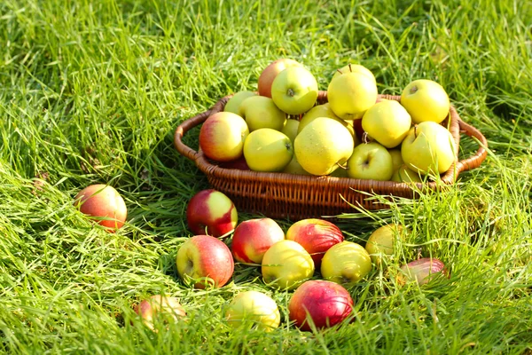 Cesta de manzanas frescas maduras en el jardín sobre hierba verde — Foto de Stock