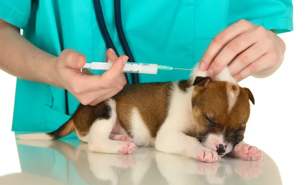 Cãozinho pequeno bonito na inspeção pelo veterinário isolado no branco — Fotografia de Stock
