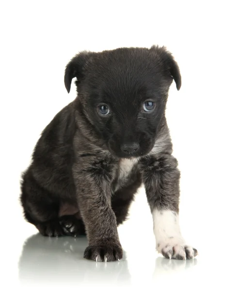 Beyaz köpek yavrusu. — Stok fotoğraf