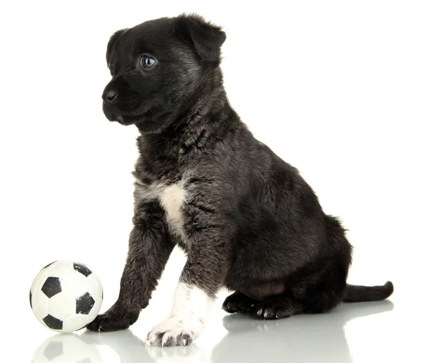 白で隔離されるボールのかわいい子犬 — ストック写真