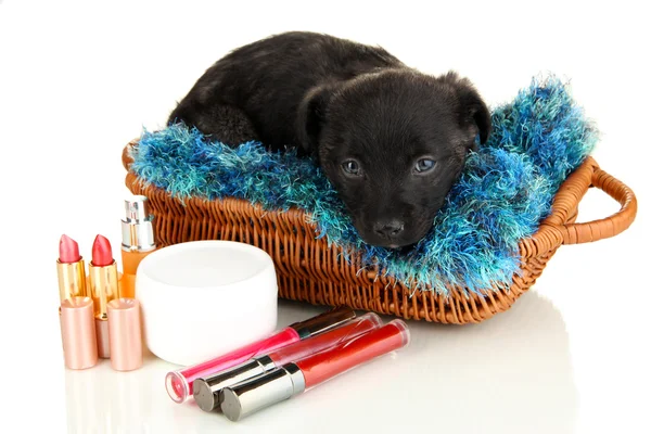 Lindo cachorro en cesta y cosméticos aislados en blanco — Foto de Stock