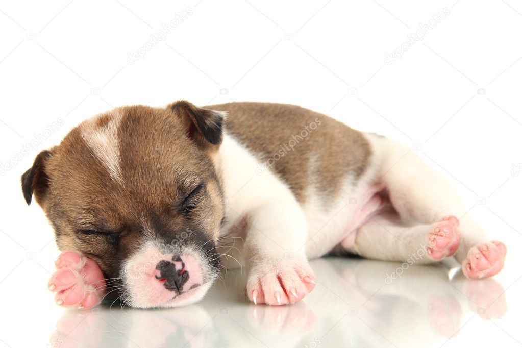 Beautiful little puppy sleeping isolated on white