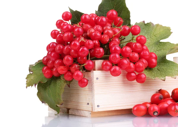 Red berries of viburnum in wooden box and briar isolated on white — Stock Photo, Image