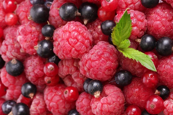 Ripe berries with mint, close up — Stock Photo, Image