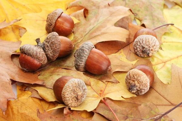 Braune Eicheln auf Herbstblättern, Nahaufnahme — Stockfoto