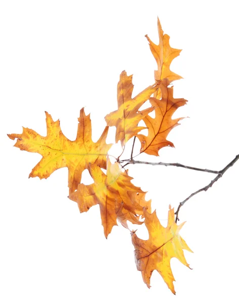 Twig of oak with autumn yellow leaves, isolated on white — Stock Photo, Image