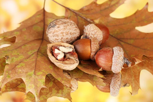 Feuilles d'automne sur fond lumineux, macro gros plan — Photo