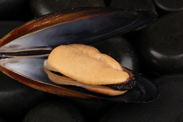 Mussel in shell on stones close-up — Stock Photo, Image