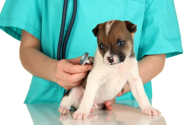 Cãozinho pequeno bonito na inspeção pelo veterinário isolado no branco — Fotografia de Stock