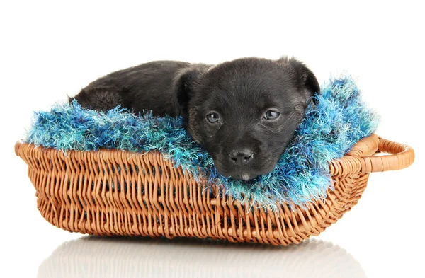 Chiot mignon dans le panier isolé sur blanc — Photo