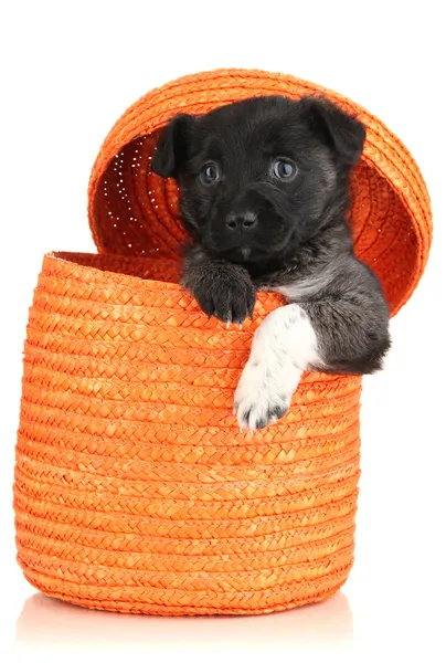 Cute puppy in basket isolated on white Stock Photo