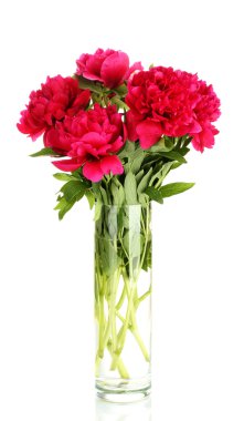 Cam Vazoda beyaz izole yay ile güzel pembe peonies