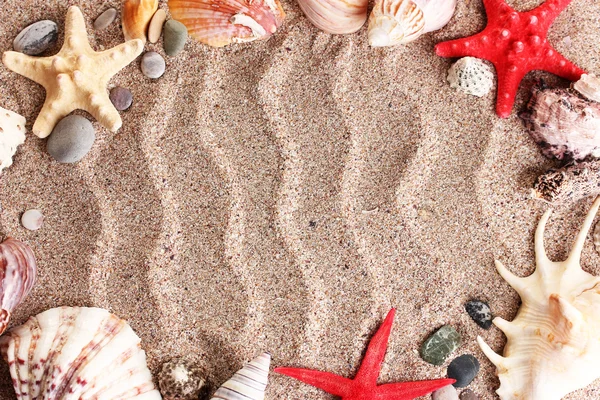 Spiaggia con molte conchiglie e stelle marine — Foto Stock