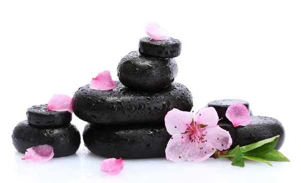 Wellness kameny s kapkami a květy růžové sakura izolované na bílém — Stock fotografie