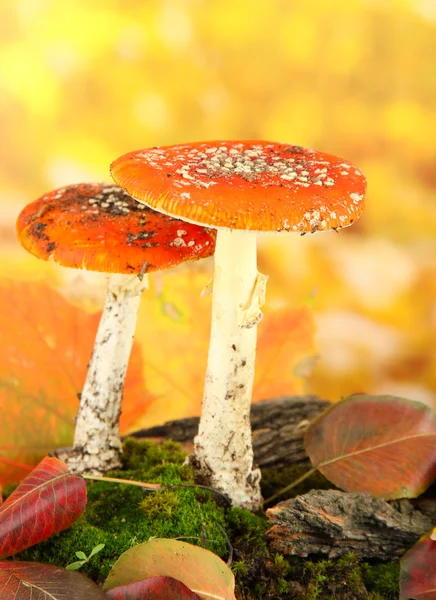 Red amanitas with moss, on autumn yellow background — Stock Photo, Image