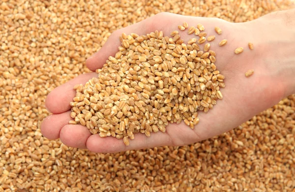Человеческая рука с зерном, на пшеничном фоне — стоковое фото