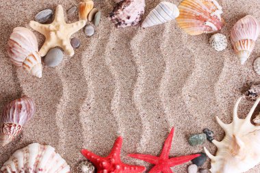 kabukları ve starfishes bir sürü plaj