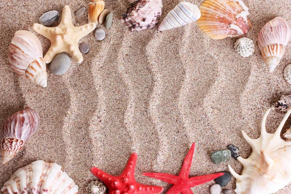 海滩上有很多贝壳和 starfishes — 图库照片