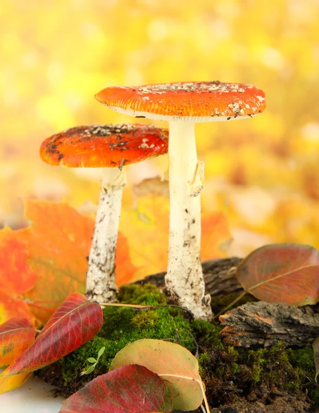 Red amanitas with moss, on autumn yellow background — Stock Photo, Image