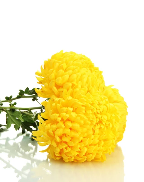Jasne żółte chryzantemy, na białym tle — Zdjęcie stockowe