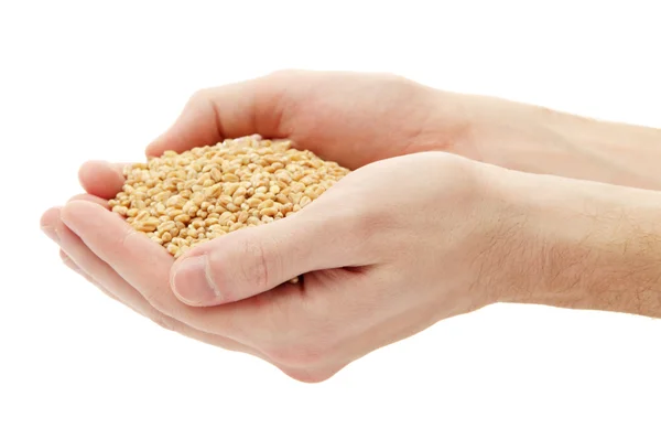 Man handen met graan, geïsoleerd op wit — Stockfoto
