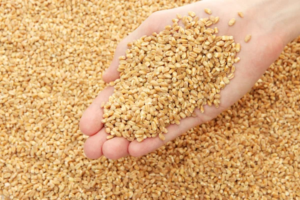 Man hand with grain, on wheat background — Stock Photo, Image