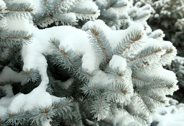 Елка со свежим снегом снаружи — стоковое фото