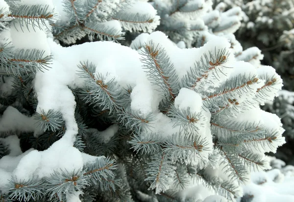 Spruce trädet med nysnö utanför — Stockfoto