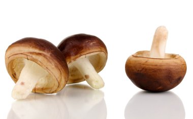 Beyaz mantarlar izole edilmiş.