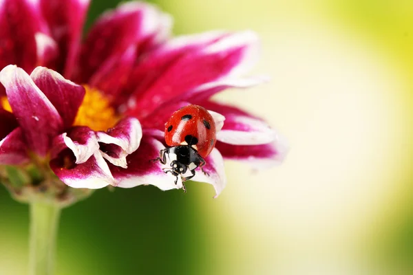 Ladybug on beautiful flower on green background — Stock Photo, Image