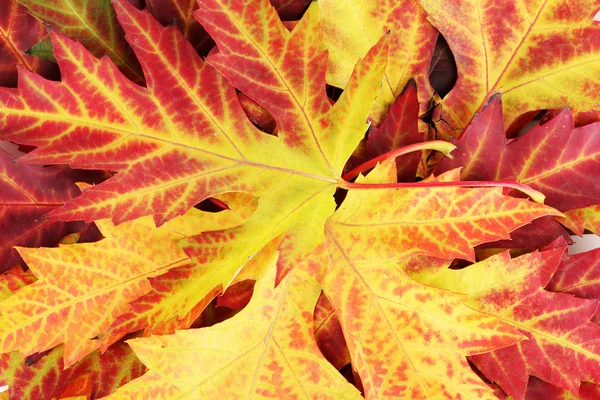 明るい秋の紅葉の美しい背景 — ストック写真