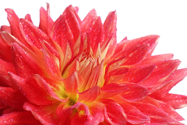 Flor de dália vermelha isolada em branco — Fotografia de Stock