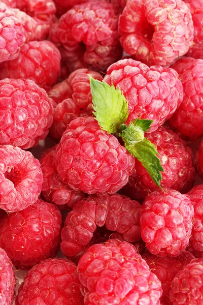 Ripe raspberries background with mint — Stock Photo, Image