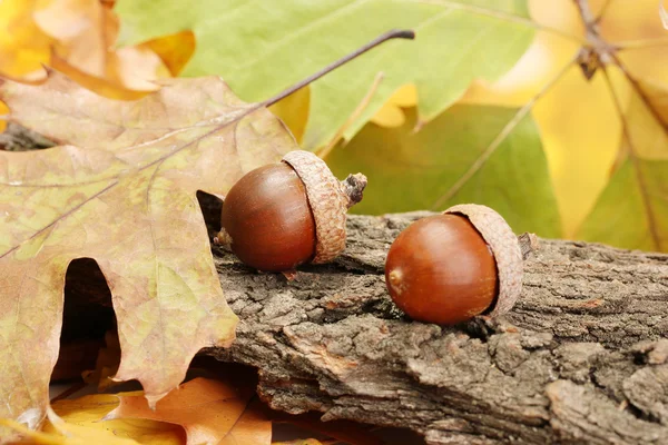 Bruine eikels op herfstbladeren, close-up — Stockfoto