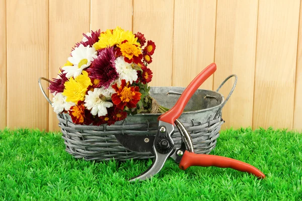 Tesouras de jardim com flores em cesta no fundo cerca — Fotografia de Stock