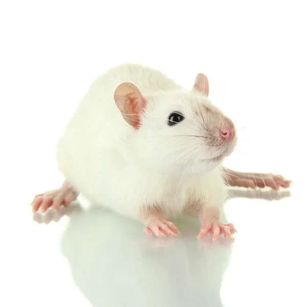 Lustige kleine Ratte, isoliert auf weiß — Stockfoto