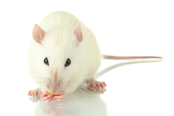 Petit rat drôle avec de la nourriture, isolé sur blanc — Photo