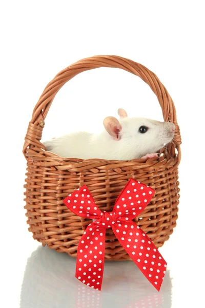 Funny little rat in basket, isolated on white — Stock Photo, Image