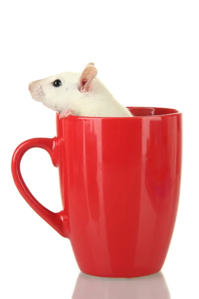 Petit rat drôle dans une tasse, isolé sur blanc — Photo