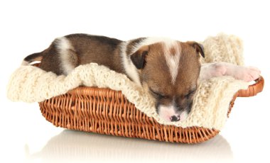 Beautiful little puppy sleeping in basket isolated on white