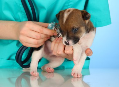 güzel köpek yavrusu üzerinde mavi zemin üzerine veteriner tarafından kontrol