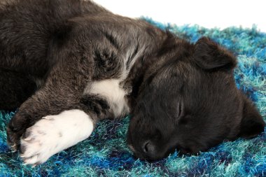 halının üstünde uyuyan sevimli köpek yavrusu yakın çekim
