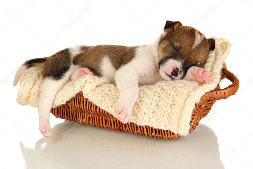 Beautiful little puppy sleeping in basket isolated on white