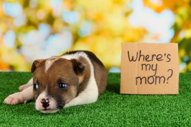 terkedilmiş köpek yavrusu ev doğal backgraund üzerinde yeşil çimenlerin üzerinde aranıyor.