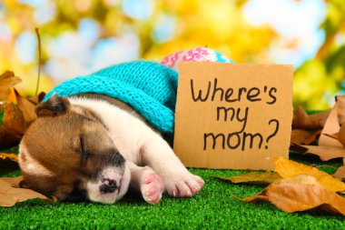 terkedilmiş köpek yavrusu ev doğal backgraund üzerinde yeşil çimenlerin üzerinde aranıyor.