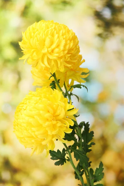 Ярко-желтые хризантемы, на зеленом фоне — стоковое фото